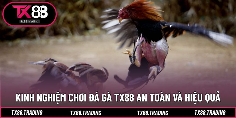 Chiến lược cụ thể để nâng cao hiệu quả đá gà