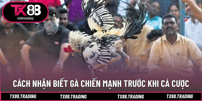 Dấu hiệu nhận diện chiến kê có lợi thế thi đấu