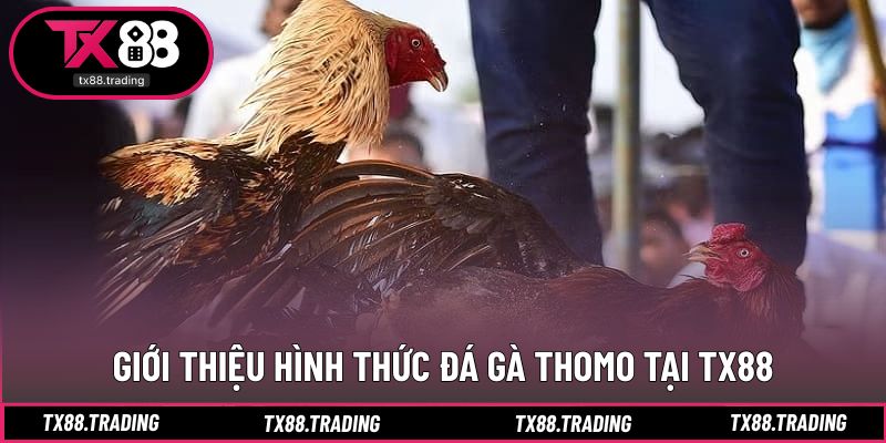 Hình thức theo dõi trực tiếp các trận đấu Thomo