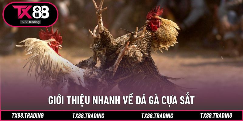 Khái quát hình thức thi đấu cựa sắt đang được quan tâm
