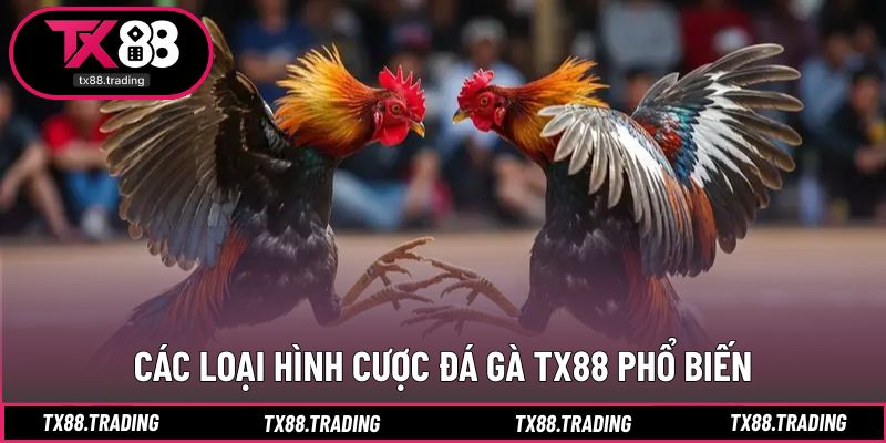 Nhiều lựa chọn đá gà TX88 dễ nắm bắt và hiệu quả